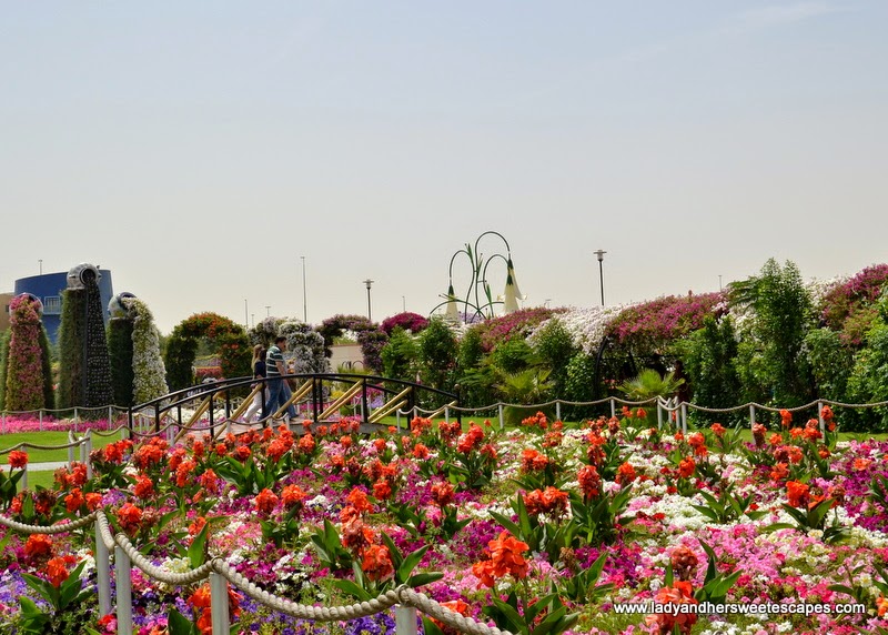 different flowers at Dubai Miracle garden