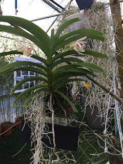 , Mostre primaverili: Horti di Veio e Monteporzio catone 2017, diarid'orchidee