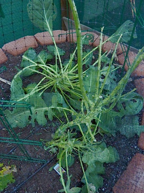 Xtremehorticulture of the Desert: Pictures are Classic Rabbit Damage to
