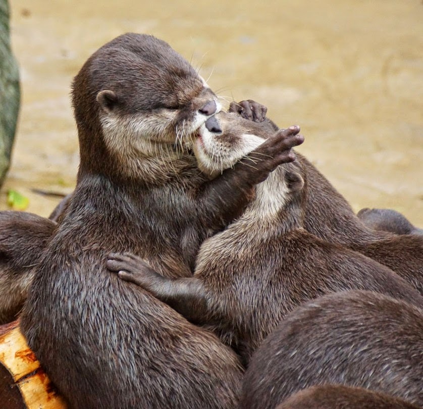 Animais se beijando: O reino animal é realmente adorável