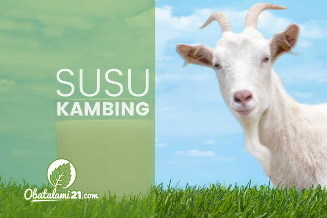 Khasiat dan Manfaat Susu Kambing Bagi Kesehatan Tubuh