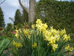 May daffodils