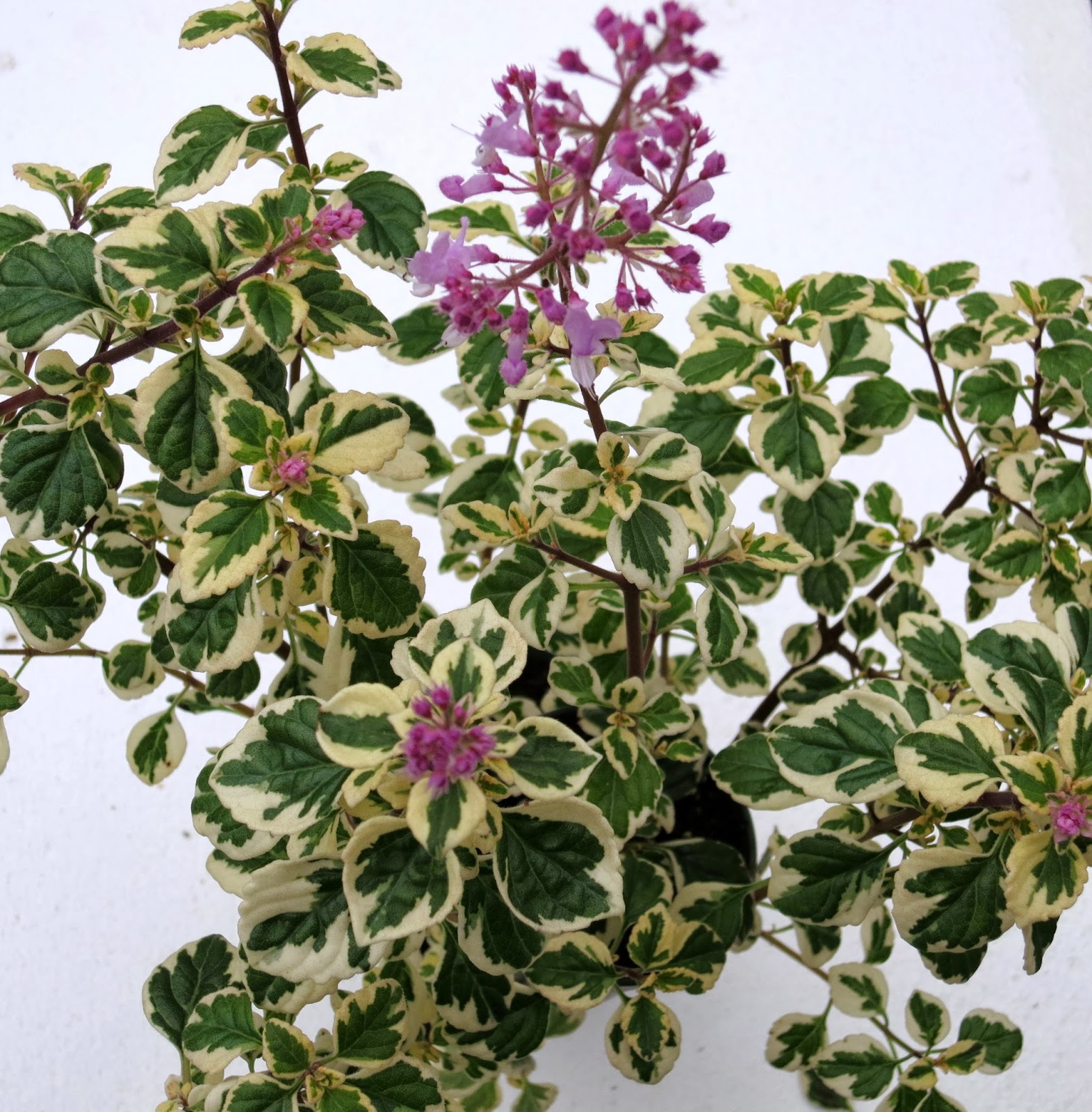 Gary's Specialty Plants Is it better with flowers?