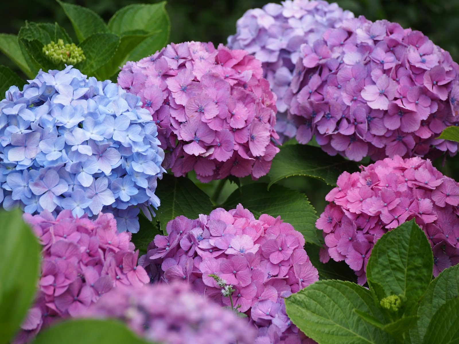 Гортензии-3 - Цветущая Дача
