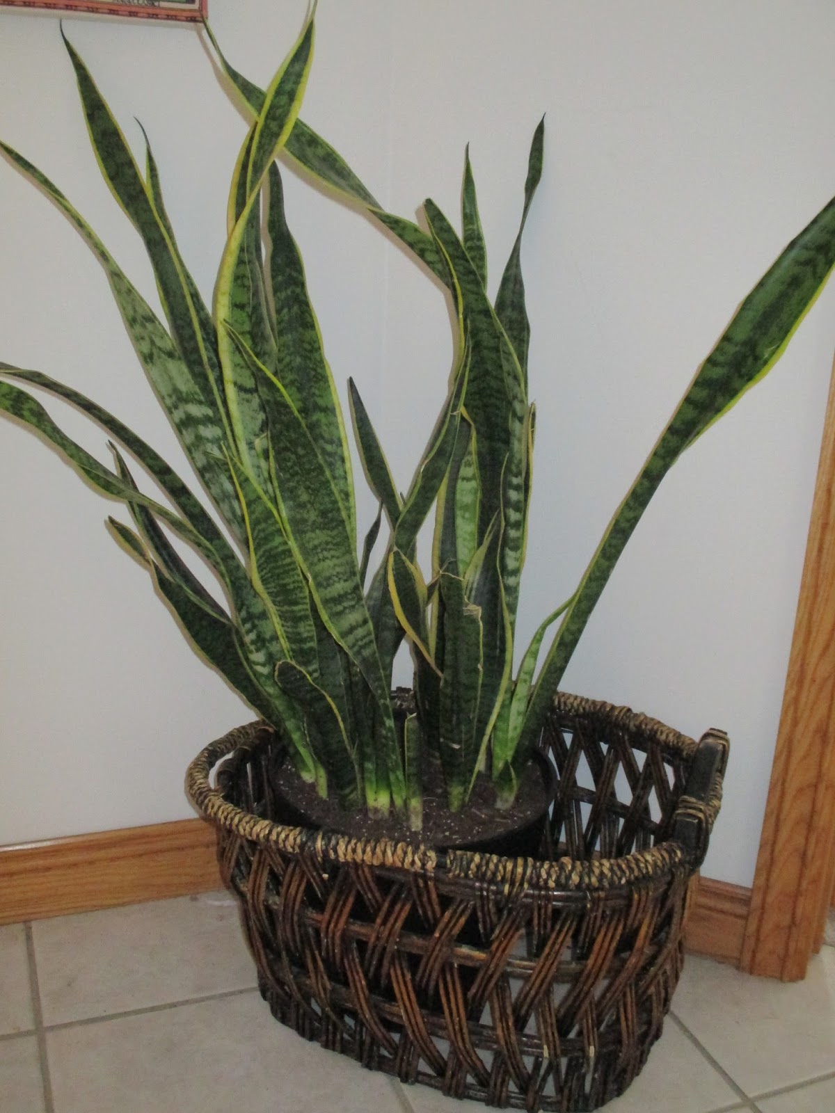 Enter the Crazy Plants Doing Well In My House