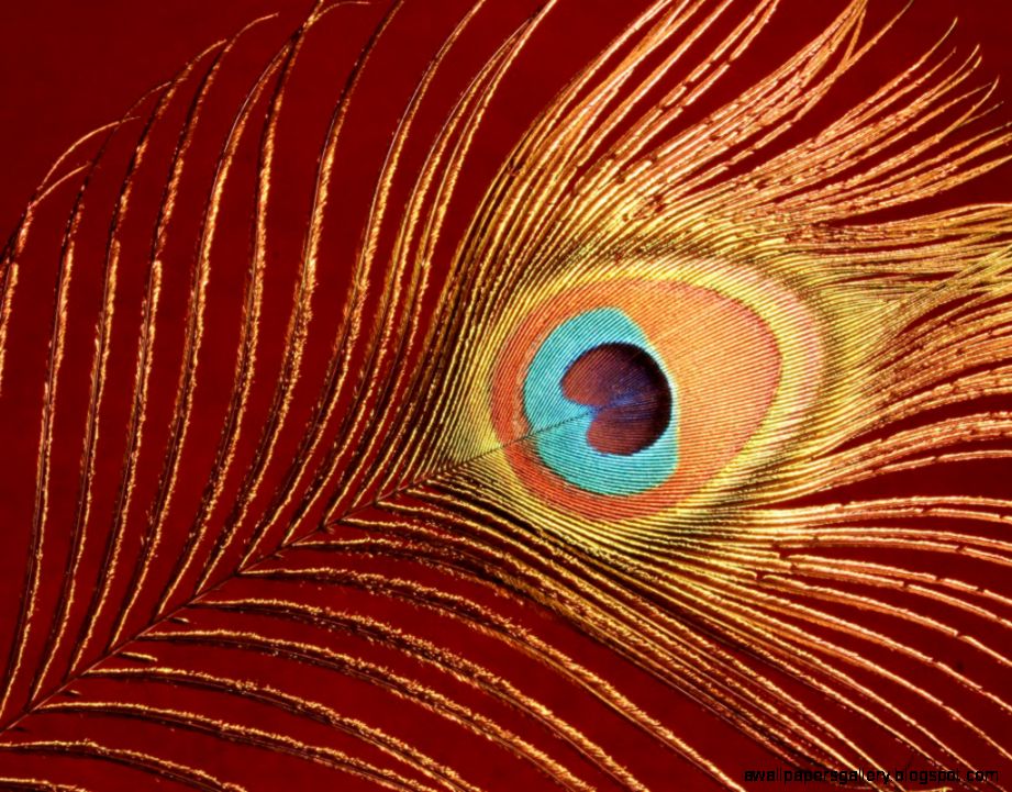 Peacock Feather Wallpaper Home  Amazing Wallpapers