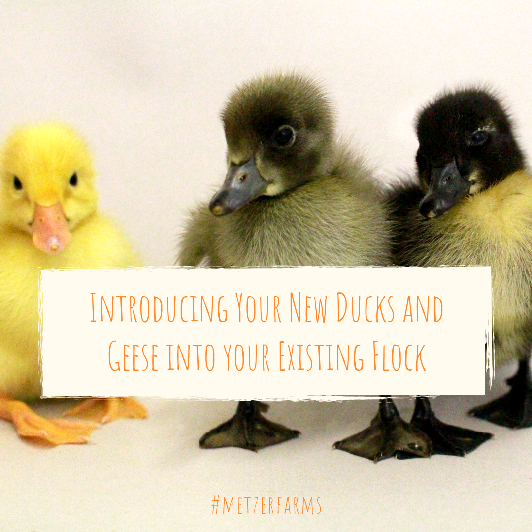 Metzer Farms Duck and Goose Blog Introducing your New Ducks and Geese