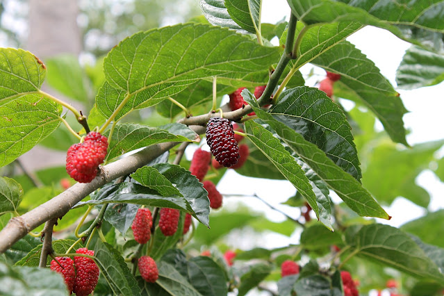 7 Manfaat Mulberry yang Wajib Kamu Tahu