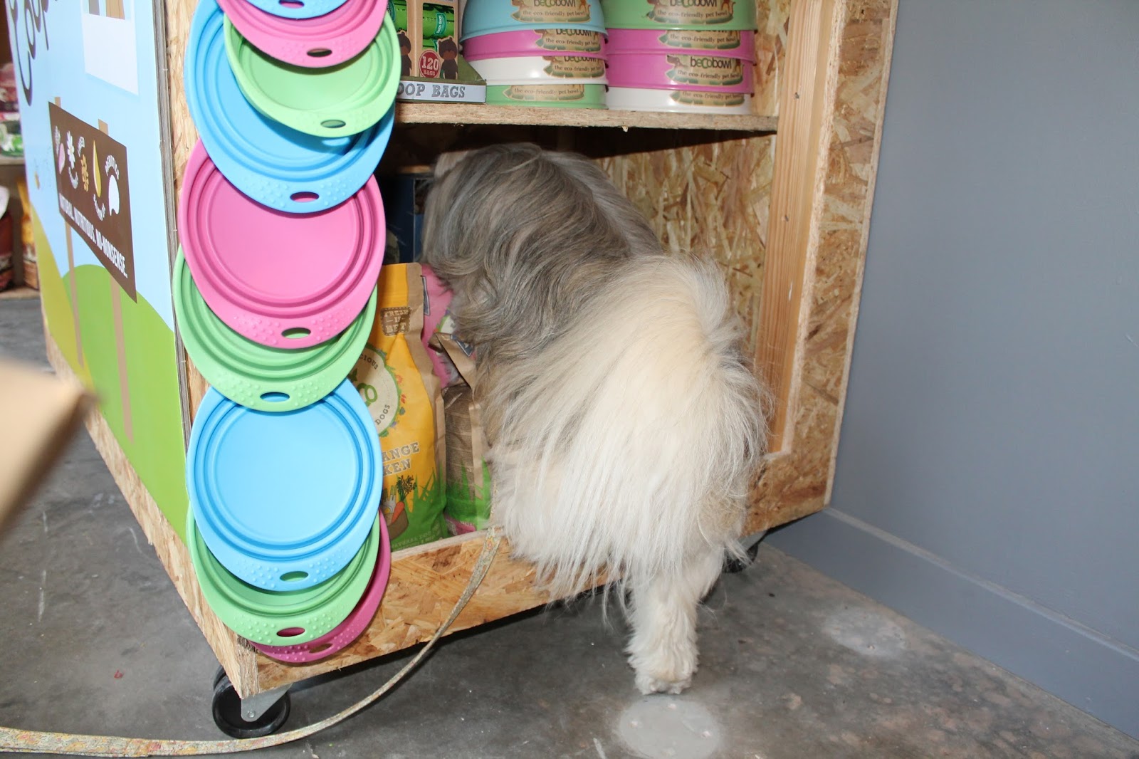 Hounds NewcastleUnderLyme Staffordshire Paws across Britain