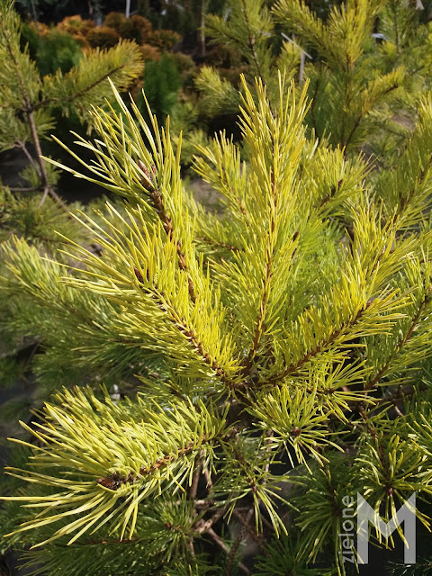 Sosna pospolita 'Wintergold' (Pinus sylvestris 'Wintergold')