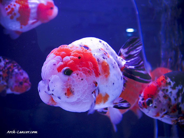 fish-to-clean-koi-pond-7