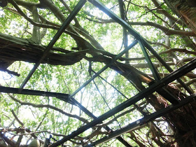 The banyan tree branches on the roof Anping Tree House