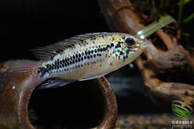 Apistogramma sp. D18 / cf. alacrina