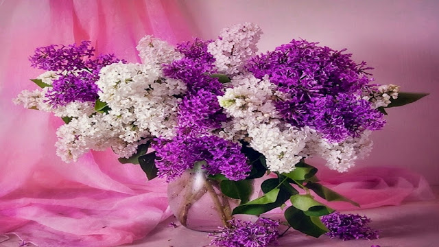 Gambar Bunga Cantik dan Indah