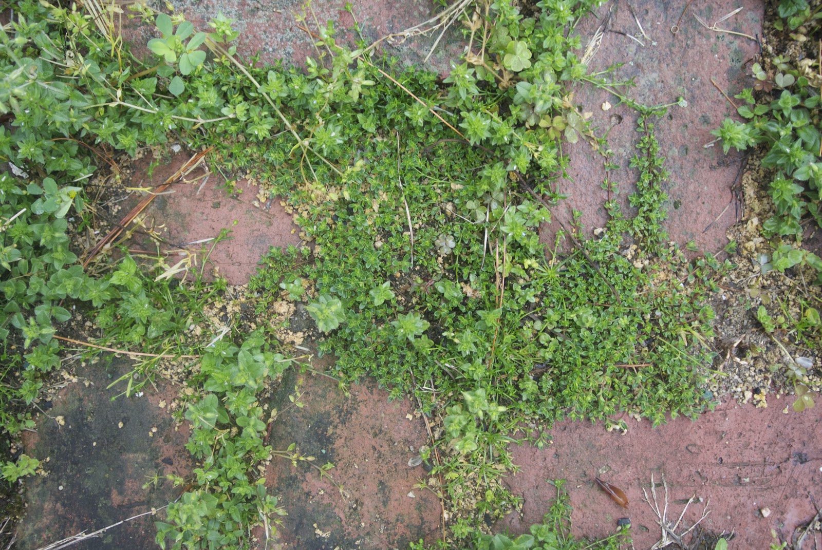 Life at Pugsley Patio Update Controlling crabgrass with corn gluten