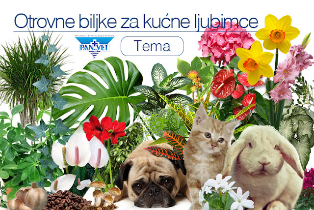 Otrovne biljke za kućne ljubimce Panvet Subotica