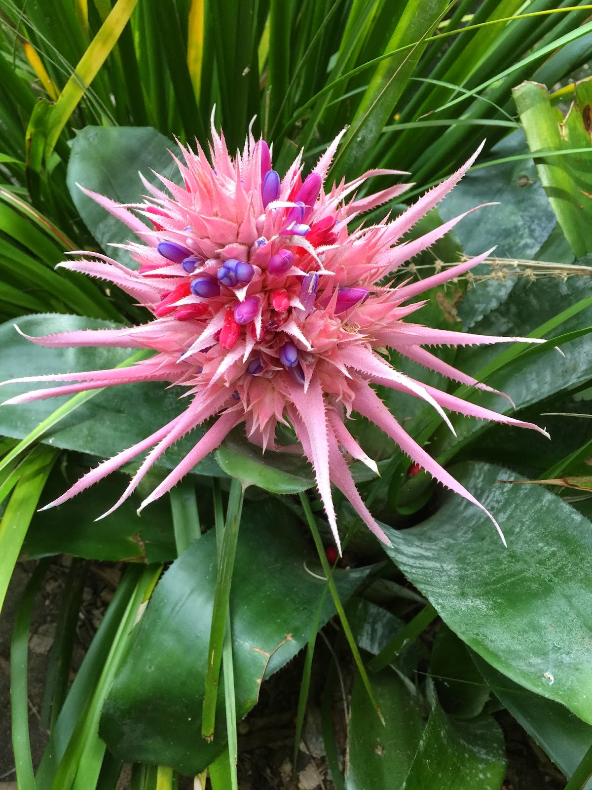 The Teahouse - Camellia Gardens, Caringbah