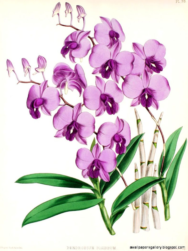 Purple Orchid Tree Drawing