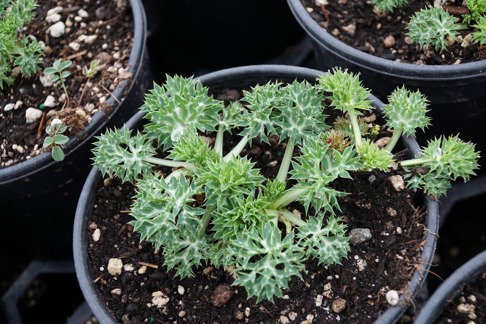 The Amateur Anthecologist New Growth