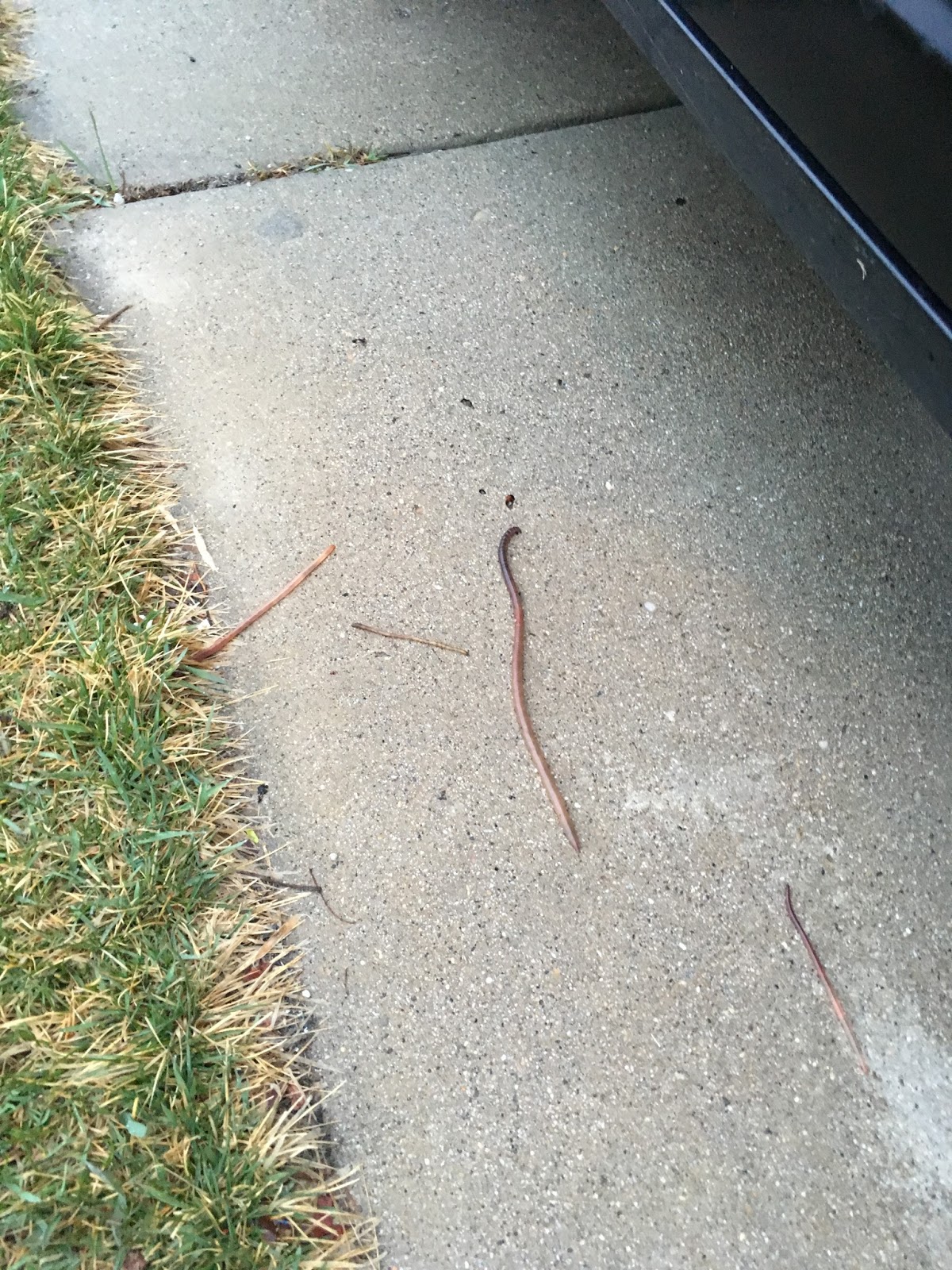 Red Red Hot Head 2018 Friday flashback worms