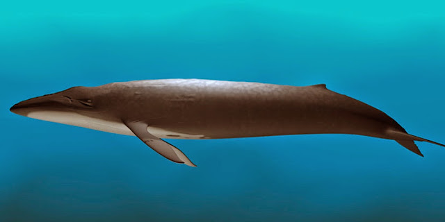 Baleia azul - maior animal do mundo