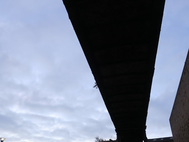 Silhouette of buddleia taken from below a footbridge.