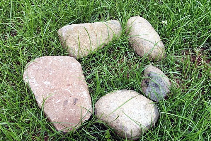 Mudas de ipê são furtadas de praça pública em Piracuruca - Imagem 1