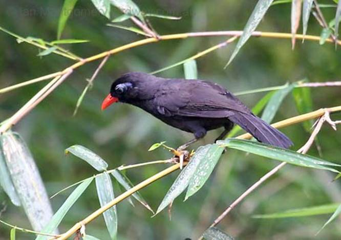Burung Ocehan Poksai Hitam Blog Pecinta Suara Burung