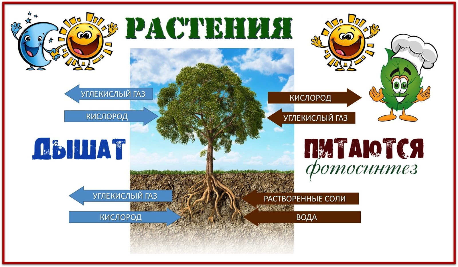 Схема питания растений 3 класс окружающий мир