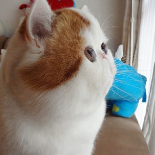 flated-face-cat.jpg