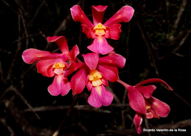 Ricardo's Blog, : Psychilis x raganii, the serendipitious discovery of ...