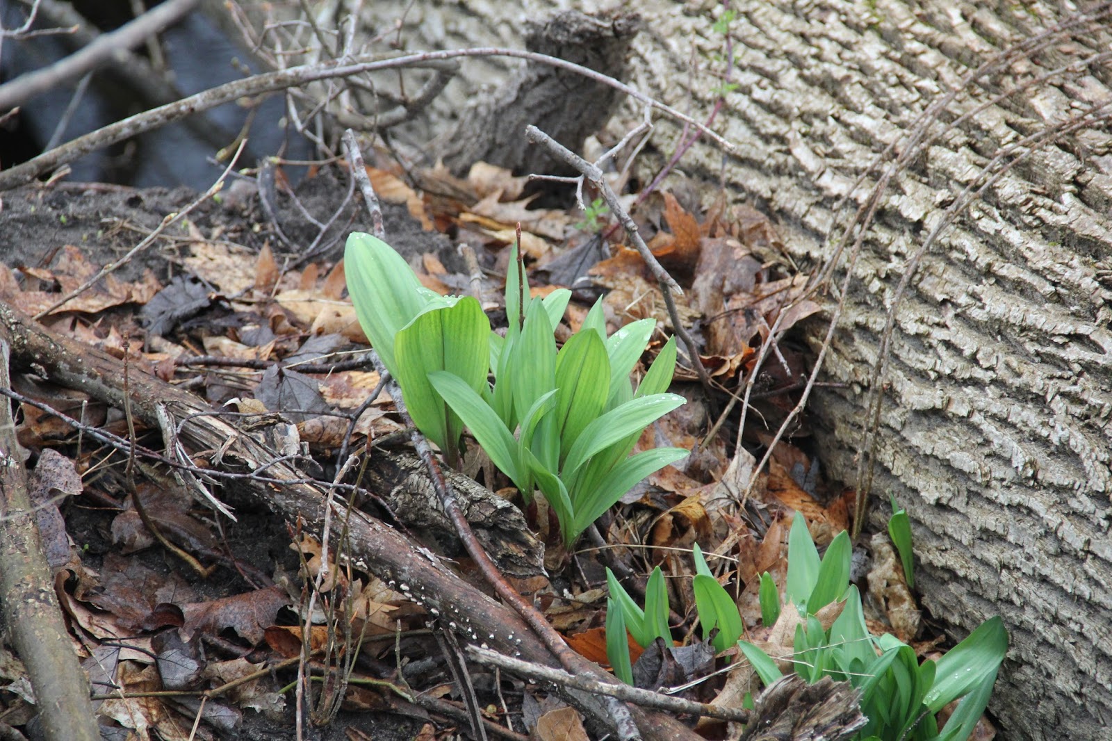 Isabella Conservation District Environmental Education Program Wild Leeks