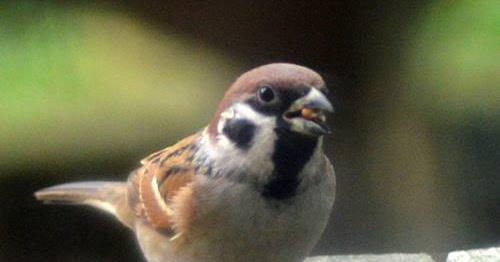Mengenal Ciri Ciri Burung Gereja Lengkap Dengan Gambarnya Burung