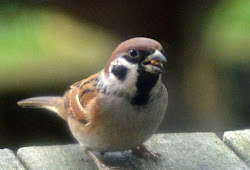 Download Suara Burung Gereja Tarung Gacor Masteran Mp3 Spesial