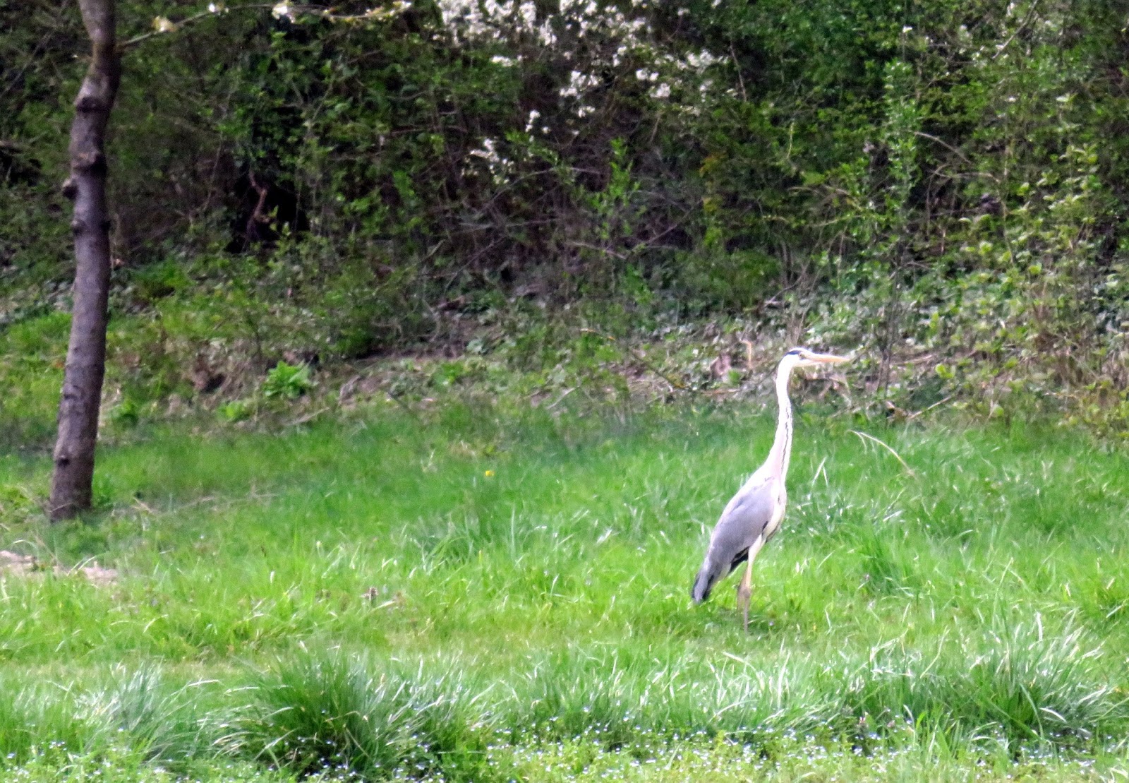 trekking de bernard Des grenouilles et le temps se brouille