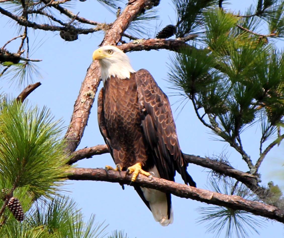Views From Our Kayak Econlockhatchee River