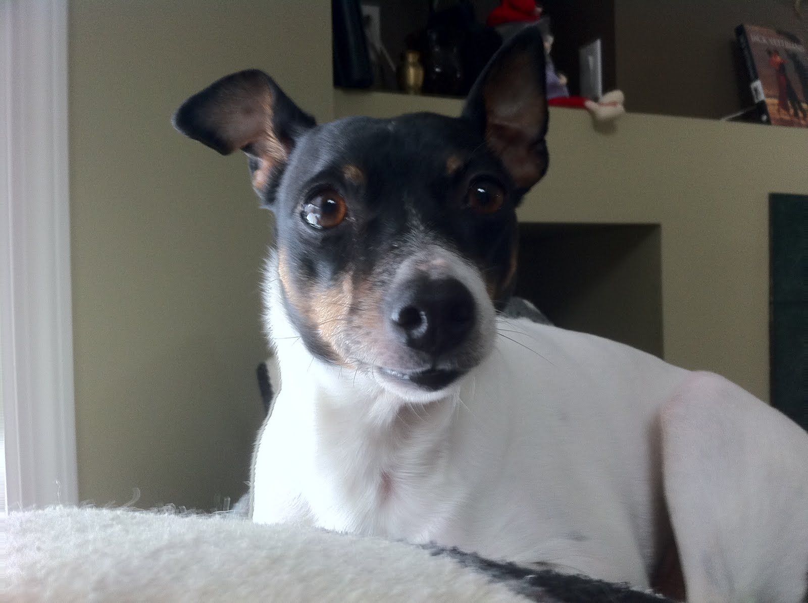 Cat's Eye Droopy Ears