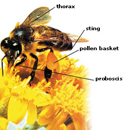 Anatomy of a Bee