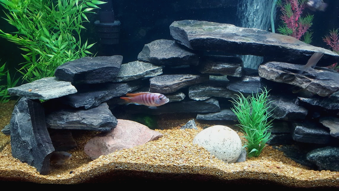 Mbuna Rockscape Deb's CICHLIDS: WATER CHANGE AND MBUNA LANDSCAPES