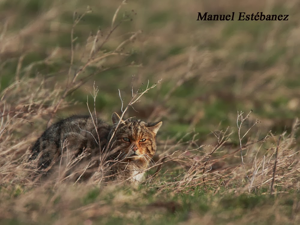 Miradas Cantábricas: Gato montés (Felis silvestris)