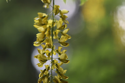[Fabaceae] Laburnum anagyroides – Common Laburnum (Maggiociondolo).