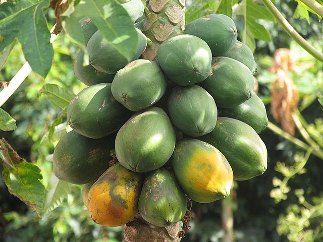 papaya fruit tree kerala plant fruits health carica plants benefits plantekey characteristics botanical tourism info