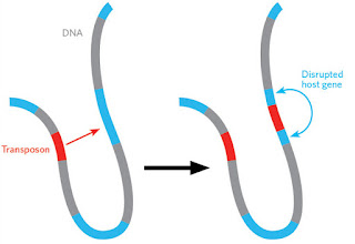 İnsan Genomunun Yapısal ve Fonksiyonel Özellikleri