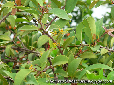Common Chinese Mistletoe (Macrosolen cochincinensis)