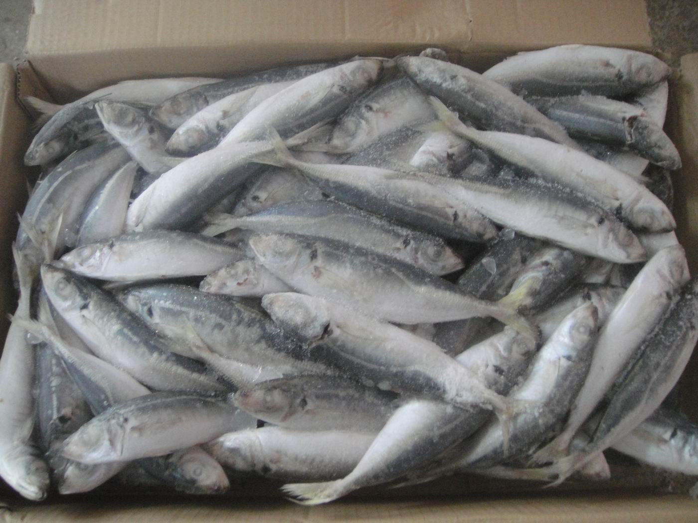Better Buy Fresh or Frozen Fish from Mackerel Supplier? Mackerel Fish