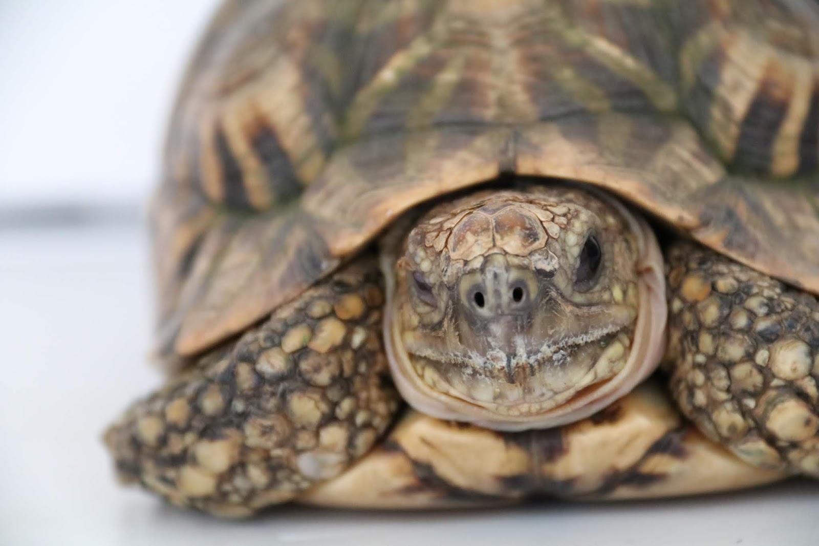 Veterinary, Photography and Travel Stories for vet students and pet