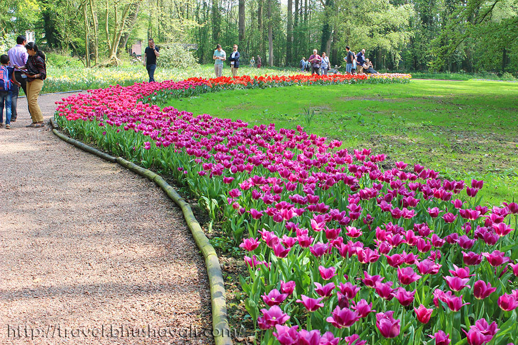 Floralia Brussels Belgian Tulip Festival My Travelogue Indian