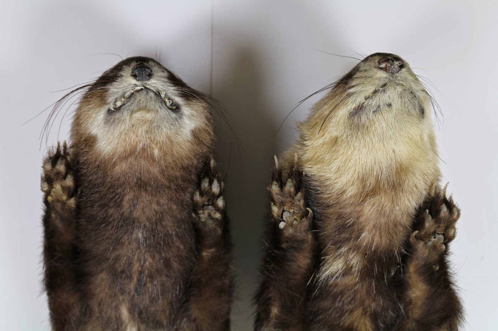 UoLZoology [Post 5] Ferretpolecat hybrids