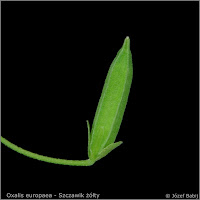 Oxalis europaea young  fruit  - Szczawik żółty  młody owoc