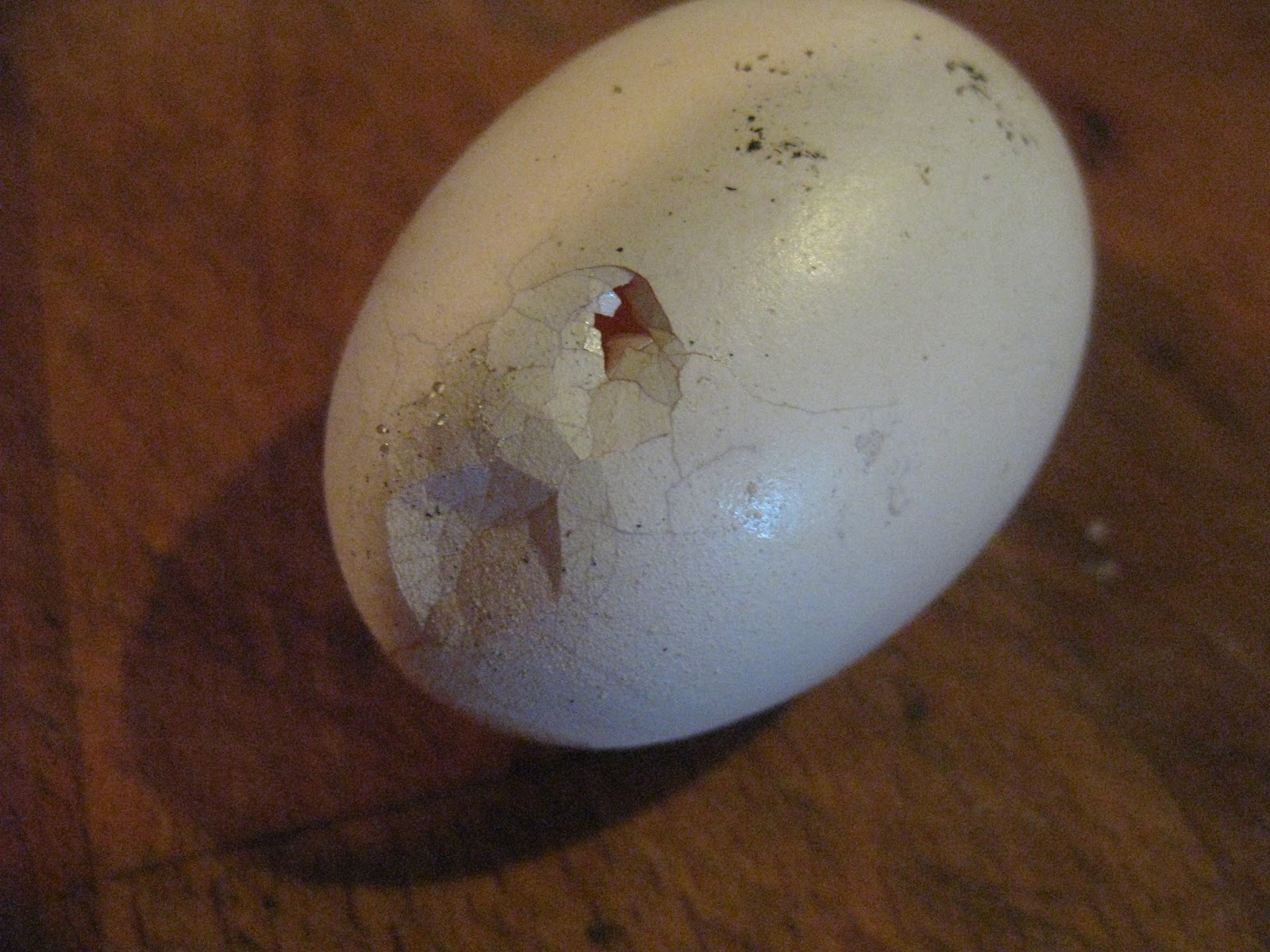 Почему курица есть свои яйца. Расклев яиц. Курица расклевывает яйцо. Расклёв яиц курами.